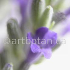 Lavendel-Lavendula-officinalis-25