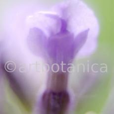 Lavendel-Lavendula-officinalis-59