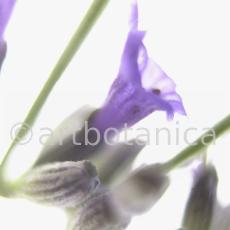 Lavendel-Lavendula-officinalis-40
