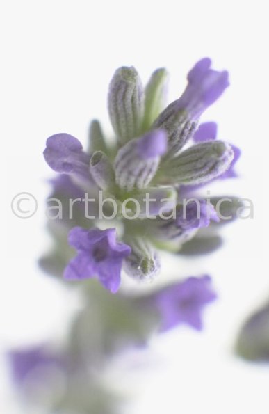 Lavendel-Lavendula-officinalis-46