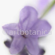 Lavendel-Lavendula-officinalis-10