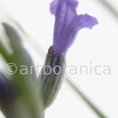 Lavendel-Lavendula-officinalis-44