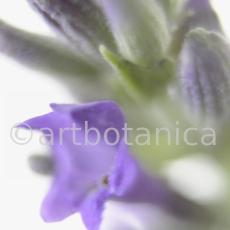 Lavendel-Lavendula-officinalis-31