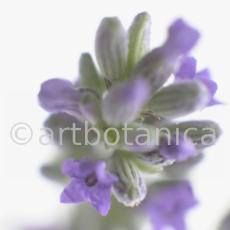 Lavendel-Lavendula-officinalis-47