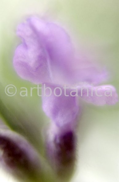 Lavendel-Lavendula-officinalis-68