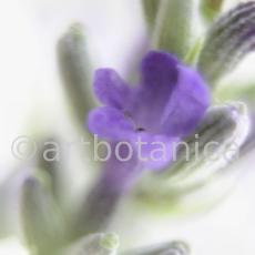 Lavendel-Lavendula-officinalis-28