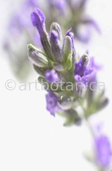 Lavendel-Lavendula-officinalis-50