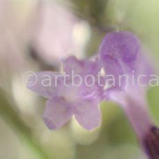 Lavendel-Lavendula-officinalis-57