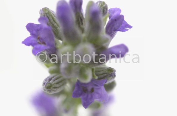 Lavendel-Lavendula-officinalis-17