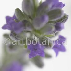 Lavendel-Lavendula-officinalis-16