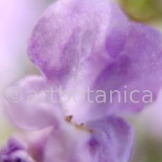 Lavendel-Lavendula-officinalis-54