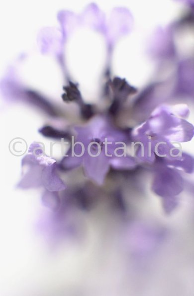 Lavendel-Lavendula-officinalis-7