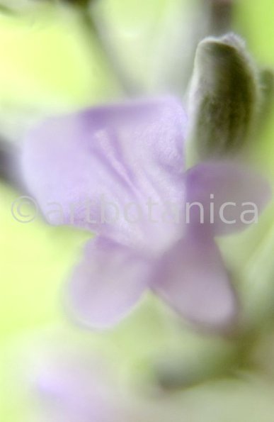 Lavendel-Lavendula-officinalis-56