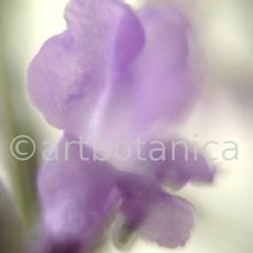 Lavendel-Lavendula-officinalis-70
