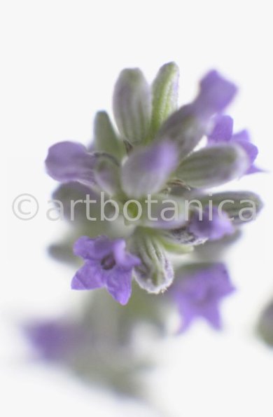 Lavendel-Lavendula-officinalis-47