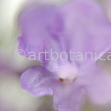 Lavendel-Lavendula-officinalis-64