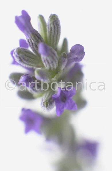 Lavendel-Lavendula-officinalis-48