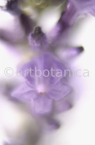 Lavendel-Lavendula-officinalis-11