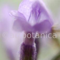 Lavendel-Lavendula-officinalis-53