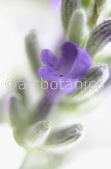 Lavendel-Lavendula-officinalis-28