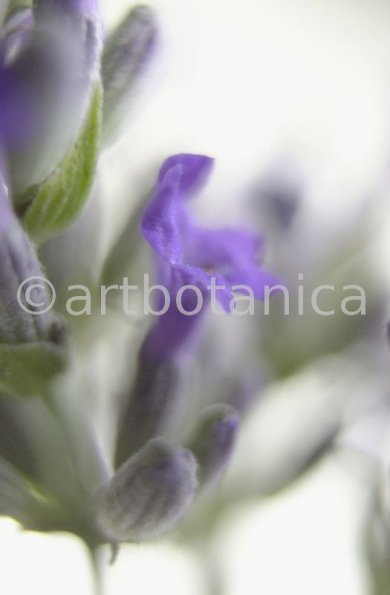 Lavendel-Lavendula-officinalis-21