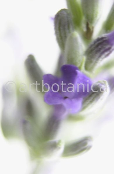 Lavendel-Lavendula-officinalis-23
