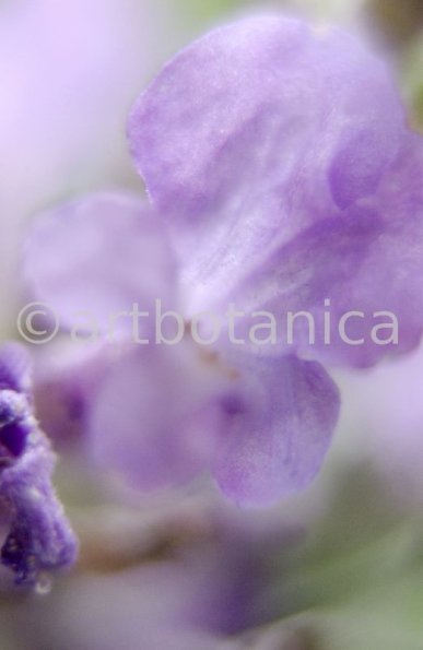 Lavendel-Lavendula-officinalis-55