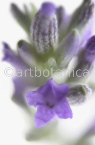 Lavendel-Lavendula-officinalis-49
