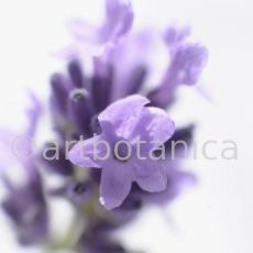 Lavendel-Lavendula-officinalis-1