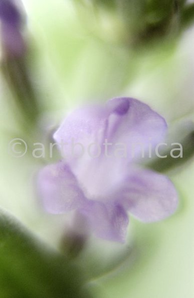 Lavendel-Lavendula-officinalis-51
