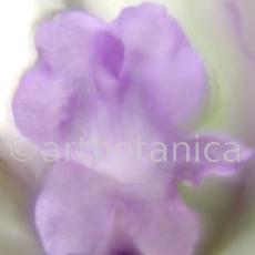 Lavendel-Lavendula-officinalis-67