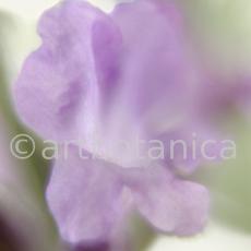 Lavendel-Lavendula-officinalis-66