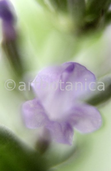 Lavendel-Lavendula-officinalis-52