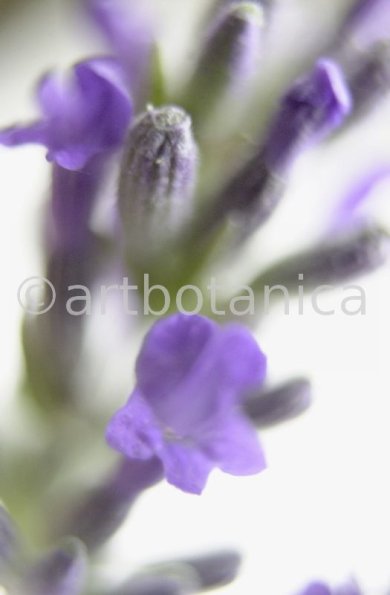Lavendel-Lavendula-officinalis-27