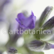Lavendel-Lavendula-officinalis-19