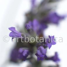 Lavendel-Lavendula-officinalis-39