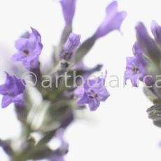 Lavendel-Lavendula-officinalis-38