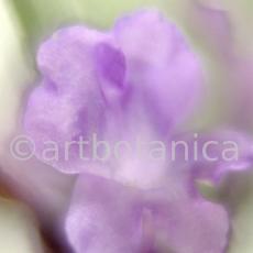 Lavendel-Lavendula-officinalis-73