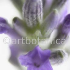 Lavendel-Lavendula-officinalis-29