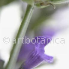 Lavendel-Lavendula-officinalis-20