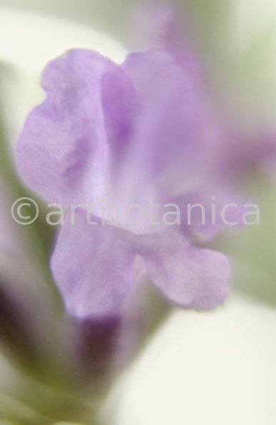 Lavendel-Lavendula-officinalis-66