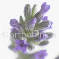 Lavendel-Lavendula-officinalis-46