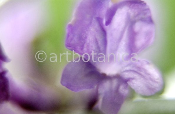 Lavendel-Lavendula-officinalis-63