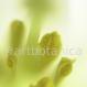 Lilie weiss - Lillium longiflorum