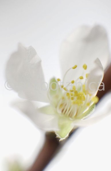 Mandelblüte-Prunus-dulcis-5