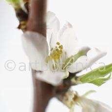 Mandelblüte-Prunus-dulcis-2