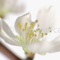 Mandelblüte-Prunus-dulcis-6