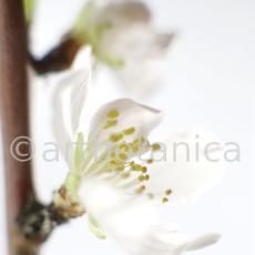 Mandelblüte-Prunus-dulcis-4