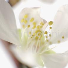Mandelblüte-Prunus-dulcis-7