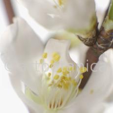 Mandelblüte-Prunus-dulcis-1